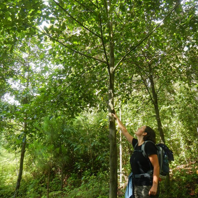 Wanderer blickt auf und berührt einen jungen Baum im Wald.
