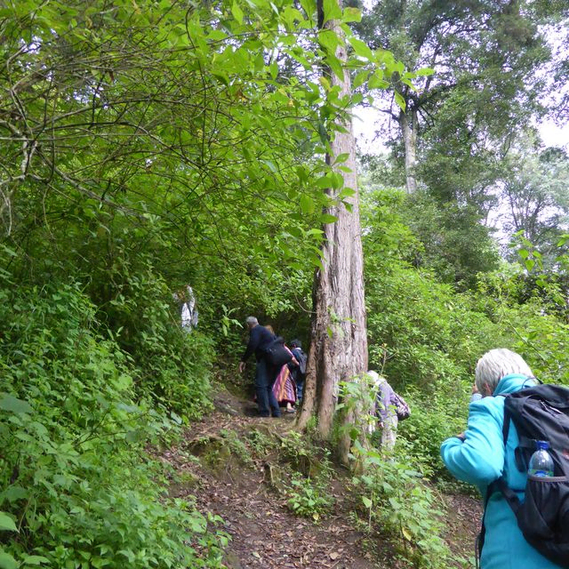 Wanderer steigen steilen, üppigen, baumbestandenen Waldweg hinauf.