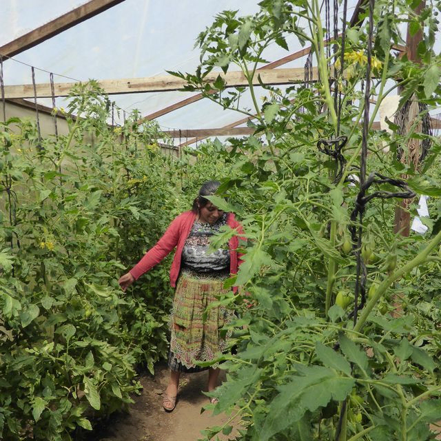 Frau pflegt üppige, gesunde Tomatenpflanzen in einem sonnigen Gewächshaus.