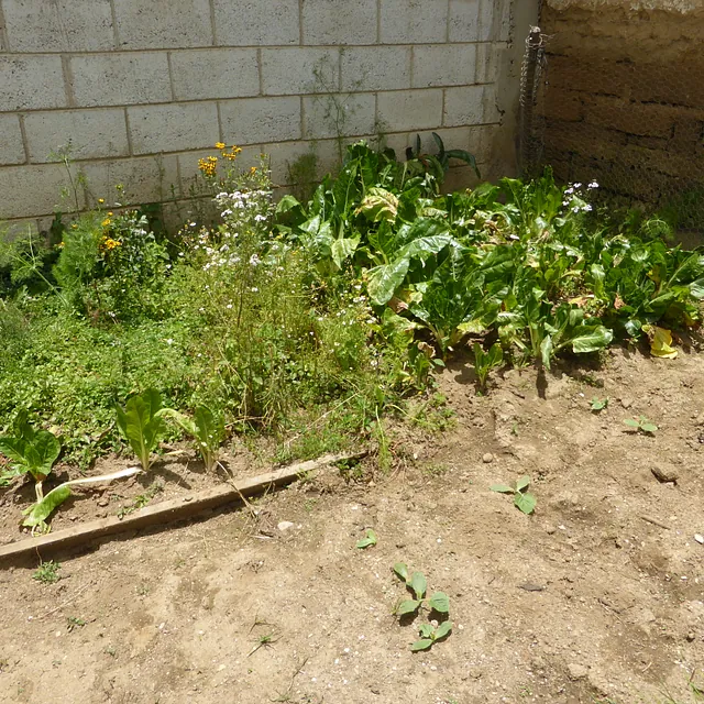Ein kleiner, etwas ungepflegter Garten mit verschiedenen grünen Pflanzen.